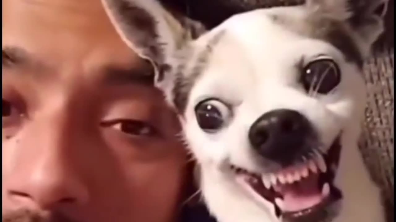 Dogs Funny Moments