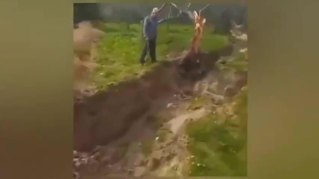 Earthquake in Turkey splits tree in half - Other half is 30 feet away