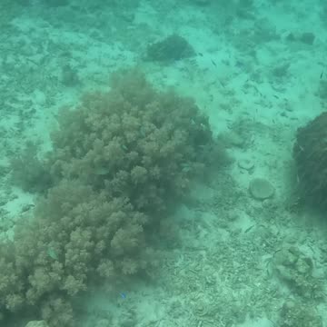 A Snorkeling Surprise: Discovering a Barrel Sponge