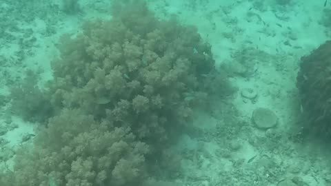 A Snorkeling Surprise: Discovering a Barrel Sponge