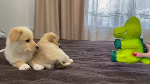 Cute Puppies were scared of a toy squeaker