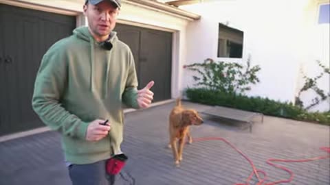 "Mastering Manners: A Comprehensive Guide to Polished Dog Training"