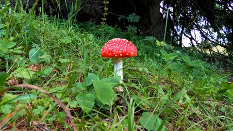 Mushroom