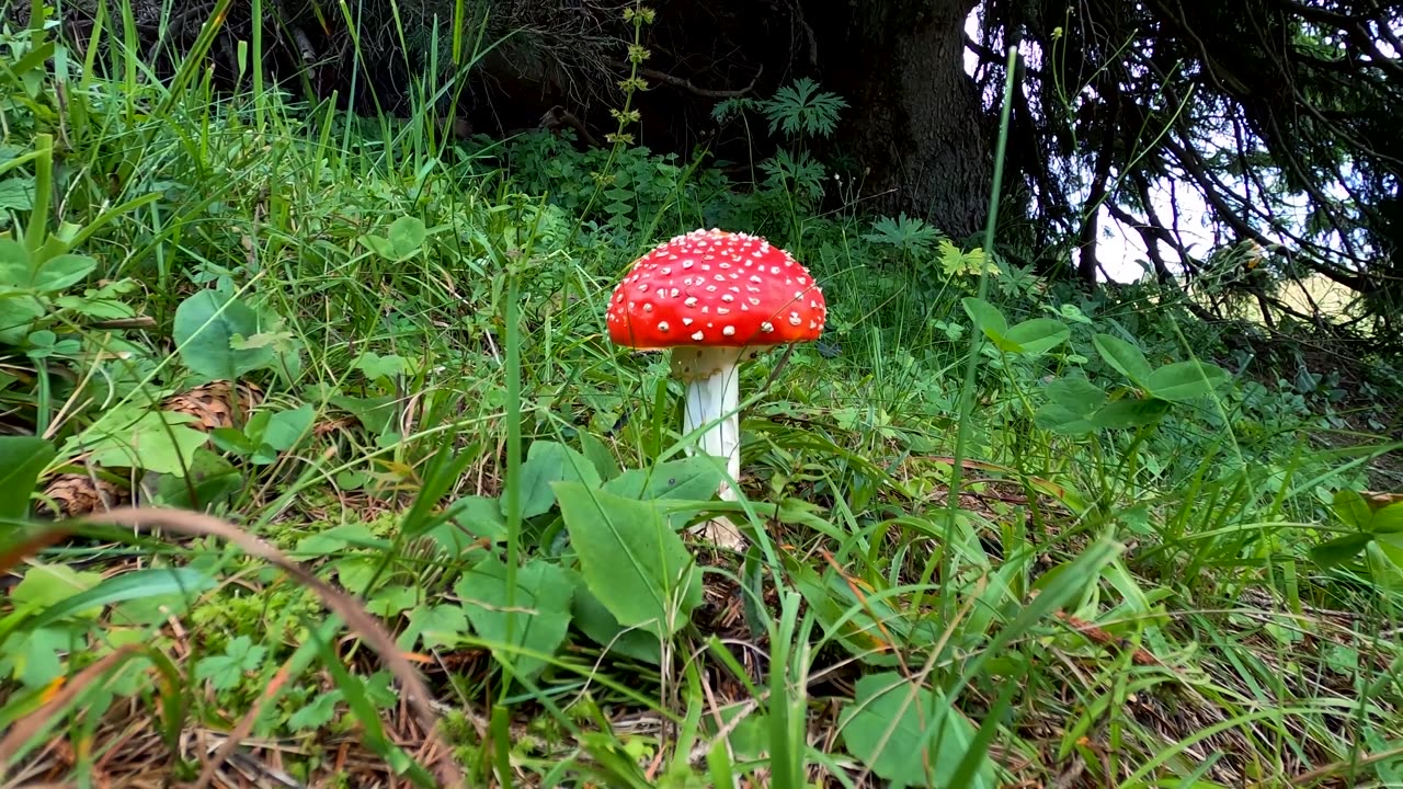 Mushroom