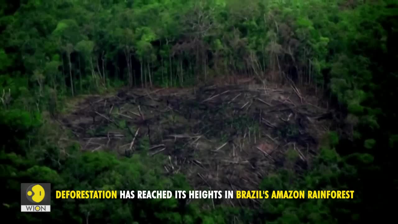 Deforestation in Brazil's Amazon hits record | WION Originals | World News