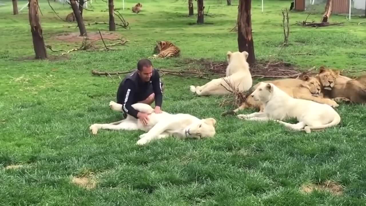 Tiger Saves Man From A Leopard Attack