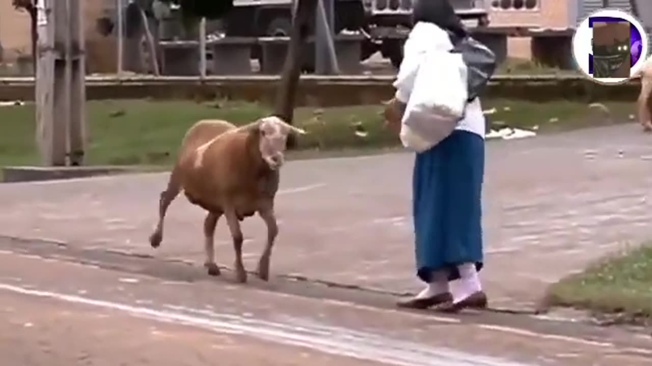 Try not to laugh! Running from a crazy goat! funny