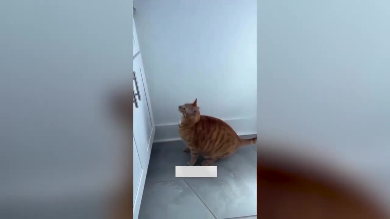 Funny cats and dogs funniest animals funny video of pets❤️🐶