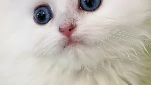 OMG So Cute Cats ♥ Best Funny Cat ❤️🐈Videos 2021 #shorts