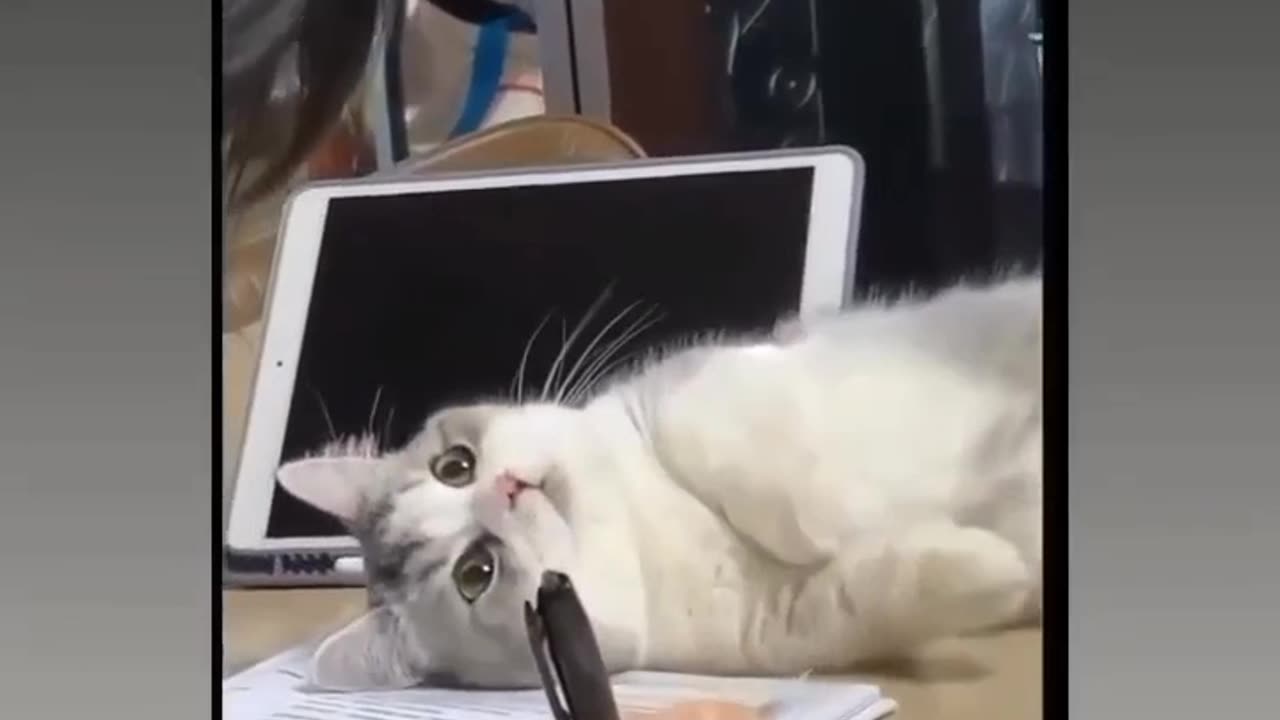 Cat fun