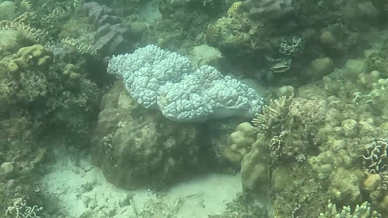 Snorkeling Around a Reef in Recovery