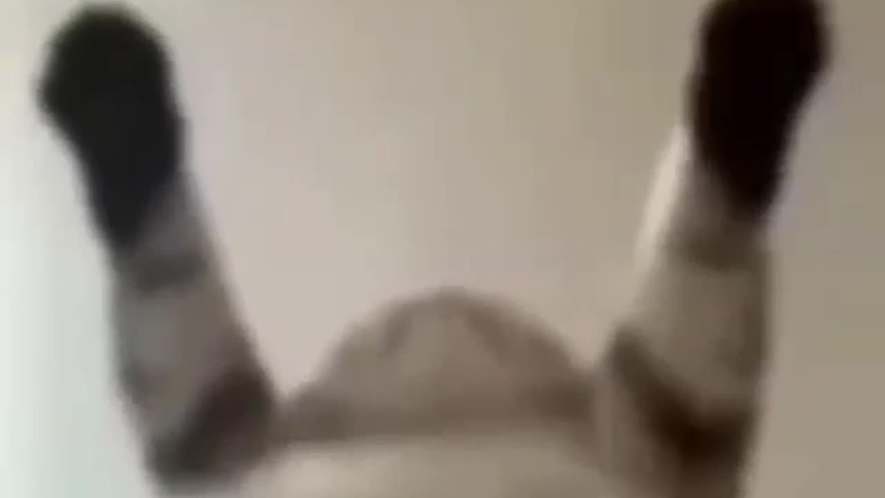 fat kitty belly dance