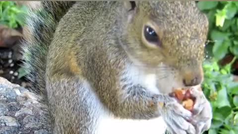 Very crazy squirrel