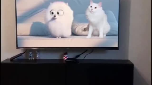 Funny and Cute Animals🤷♂️🐱🚀