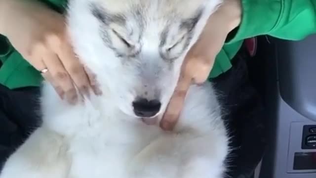 Cute Little Husky