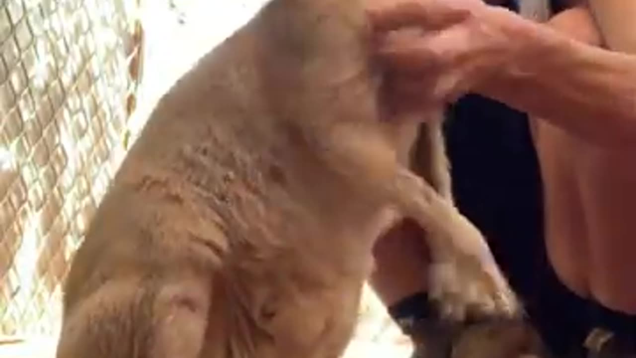 Exotic Animals That You Can Legally Own #shorts ## rumble video## funny🤣