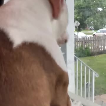 RESCUE DOG PATIENTLY WAITS AT THE WINDOW FOR HER OWNER TO COME HOME