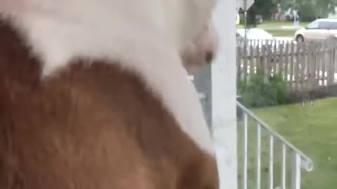 RESCUE DOG PATIENTLY WAITS AT THE WINDOW FOR HER OWNER TO COME HOME