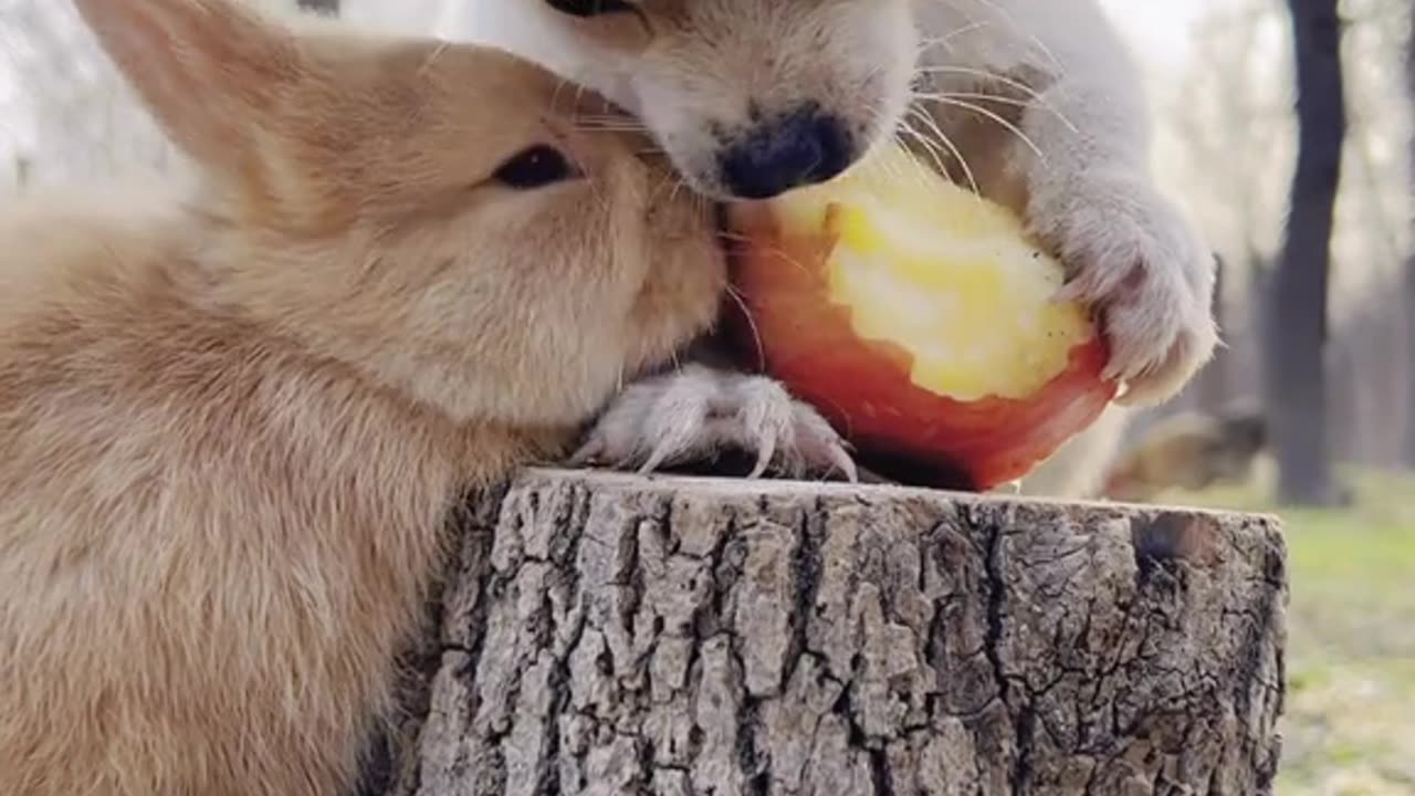 cute dog 🐶🐶 funny dog 🤣🤣 rabbits animels 🥰 Cute dogs and rabbits are eating apples