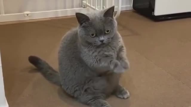 Cats being... CATS ~ Try Not to Laugh ~ TIK TOK ~ Funny Cats Compilation (TikTok)