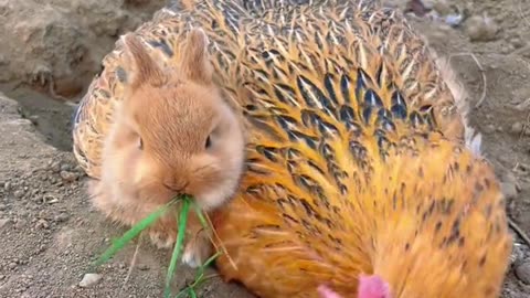 Funny video.. Cute rabbitttz & heeiin playiiing