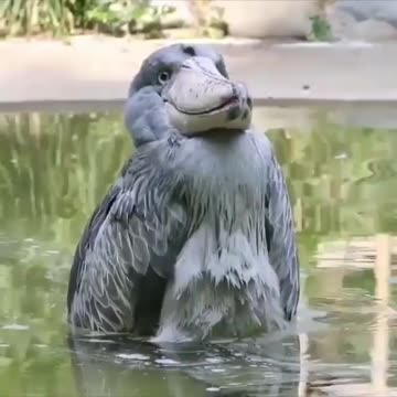 Videos of animals, pets, cats. dogs, etc.