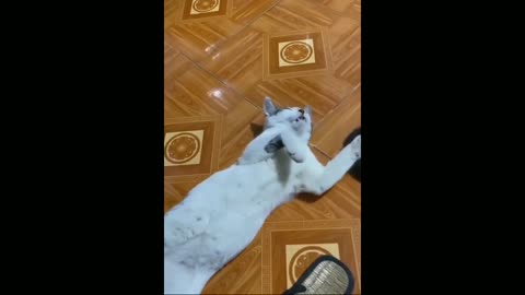 Cat 🐈🐱 Funny video