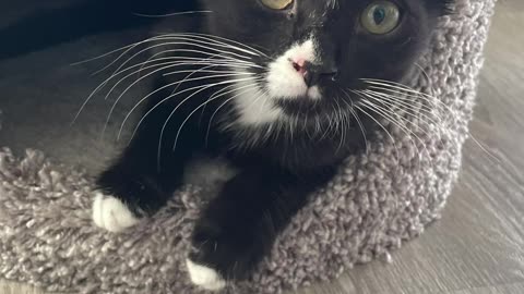 Charlie the Kitten