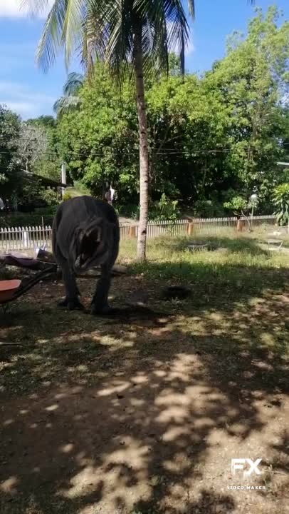 Trex on our backyard