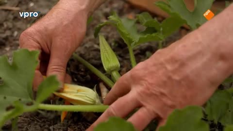 Maartens Moestuin deel 9/10. Courgette en snijbiet.