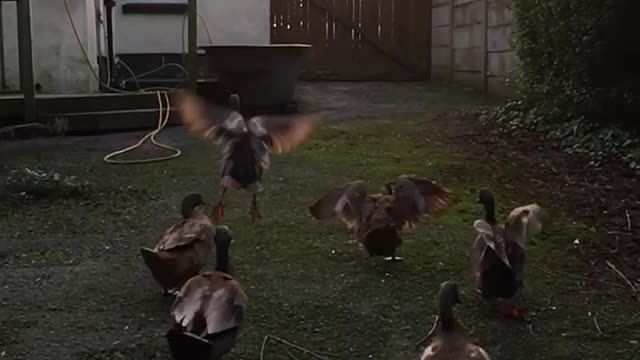 Duck March in Slowmo