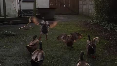 Duck March in Slowmo