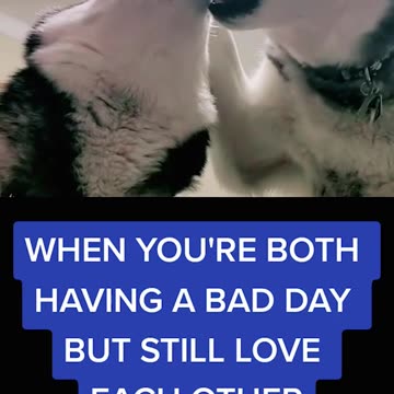 These Huskies Need to Get a Room…