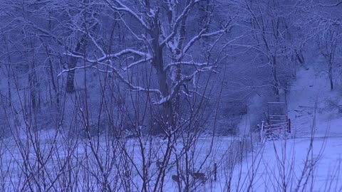 2018 WI Gun season buck