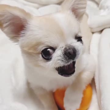 funny animals cute pets ideoanimals lol moments #animalsshorts #shorts #animalspets #viral (1)