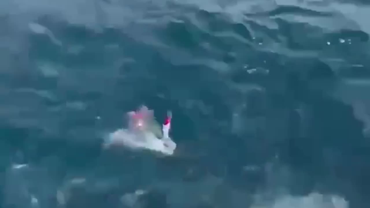 When you catch the fish but the shark gets the prize