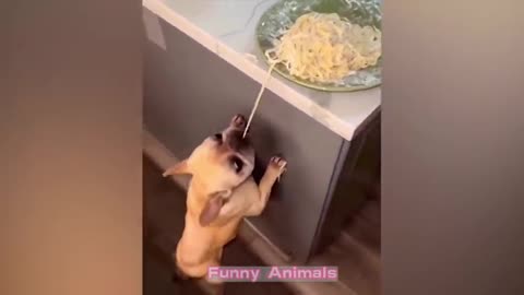 Funny Animal EP5