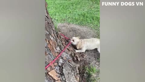 Funniest Animals Video - Funny Dogs And Cats - Try Not To Laugh Animals 2022