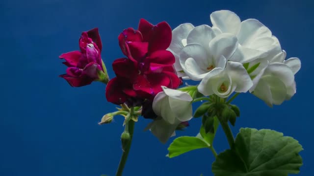 Les boutons de rose se transforment en fleurs