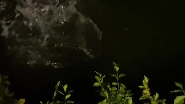 Catfish in urban pond