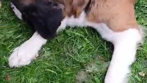 What happens when brushing a Saint Bernard