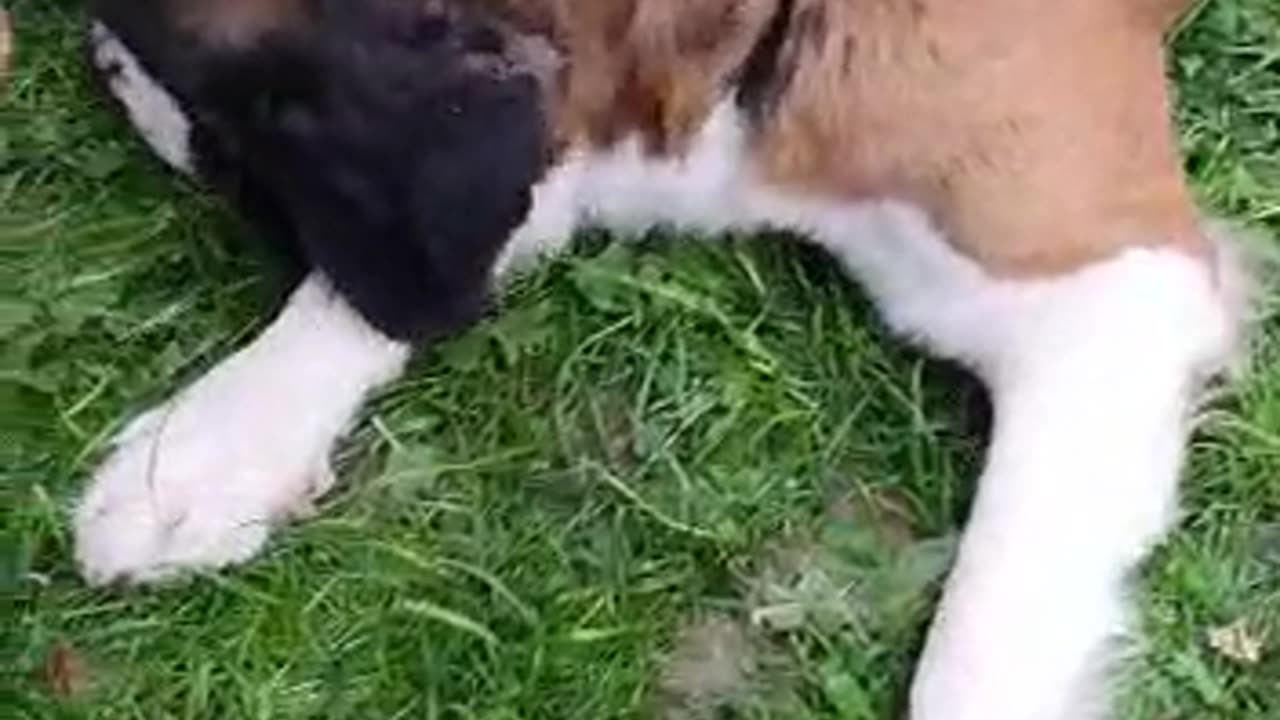 What happens when brushing a Saint Bernard
