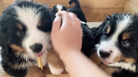 Puppies being petted by their owners