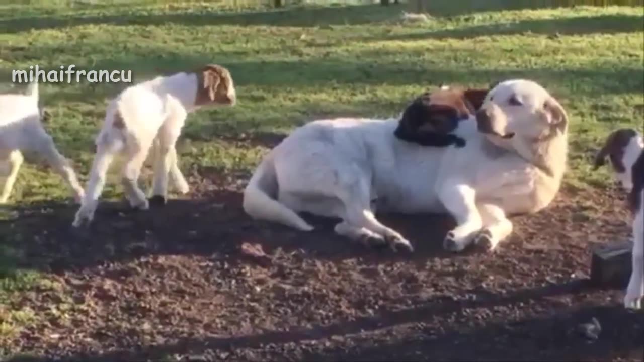 fun with naughty goats