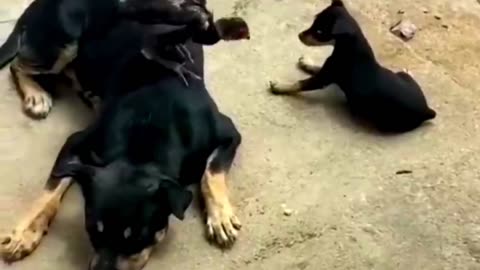 Funny Animal Videos 2024 Best Dogs And Cats Videos 😺😍short,viral,tiktok