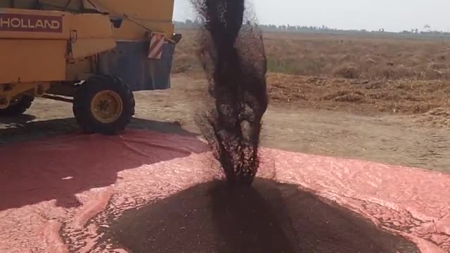 Mustered Harvesting Machine