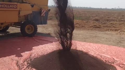 Mustered Harvesting Machine
