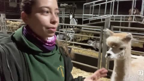 An update on Helen Alpaca -