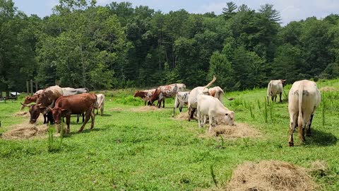 A walk through the herd