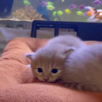 Cute cat. CatAndDogCute.